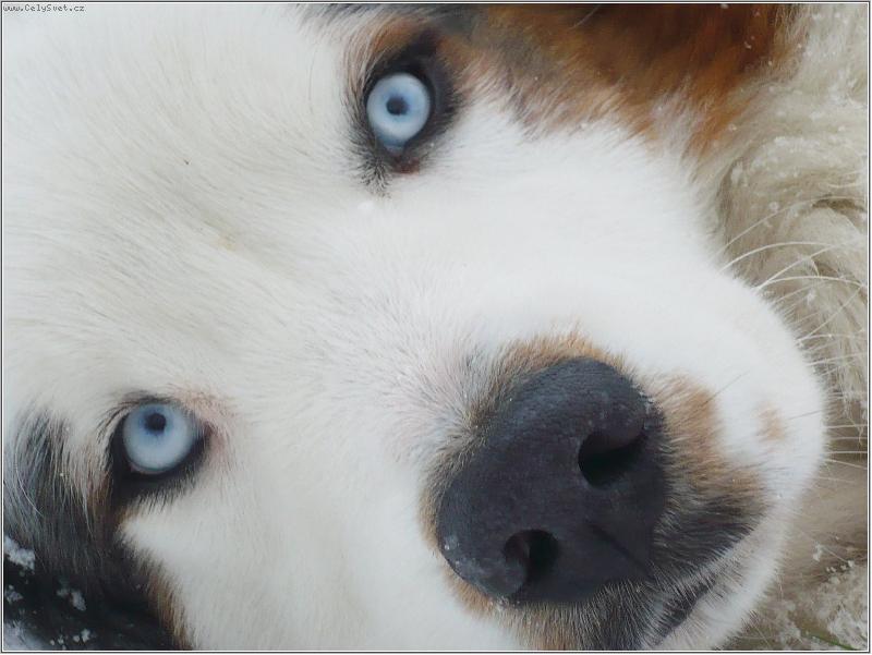 Foto: Cože ? Díra ? Vyhrabaná ? Kde ?