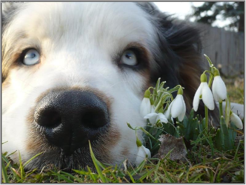 Foto: jarní sněženková