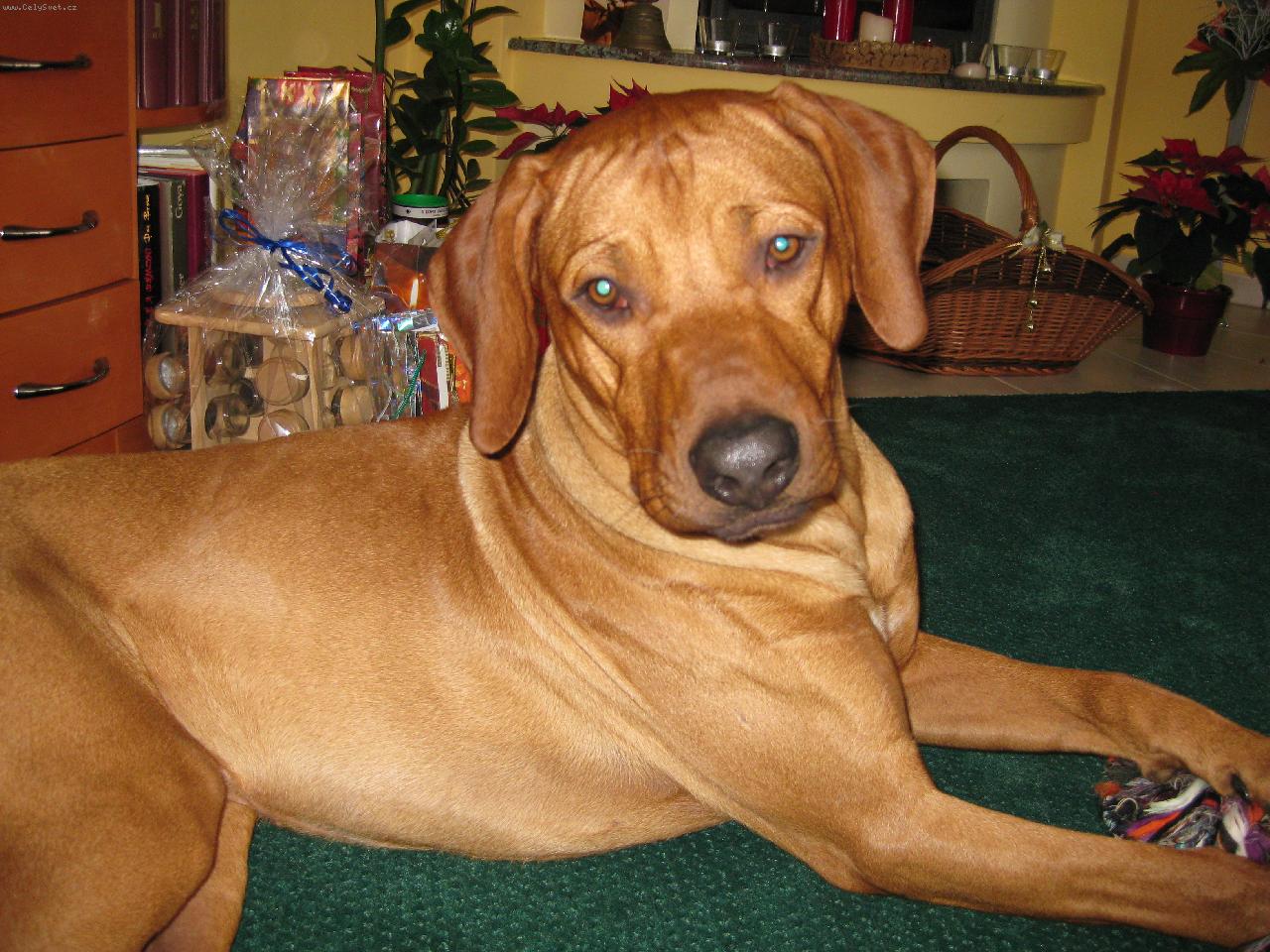 Foto: Bango z Borovských vrchů-Vánoce 2008