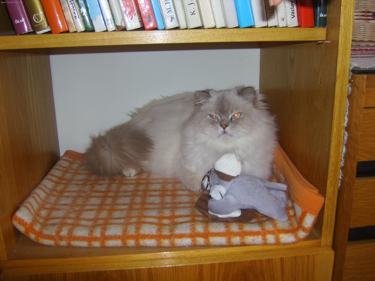 Foto: Sweety lenosi-S plysackem