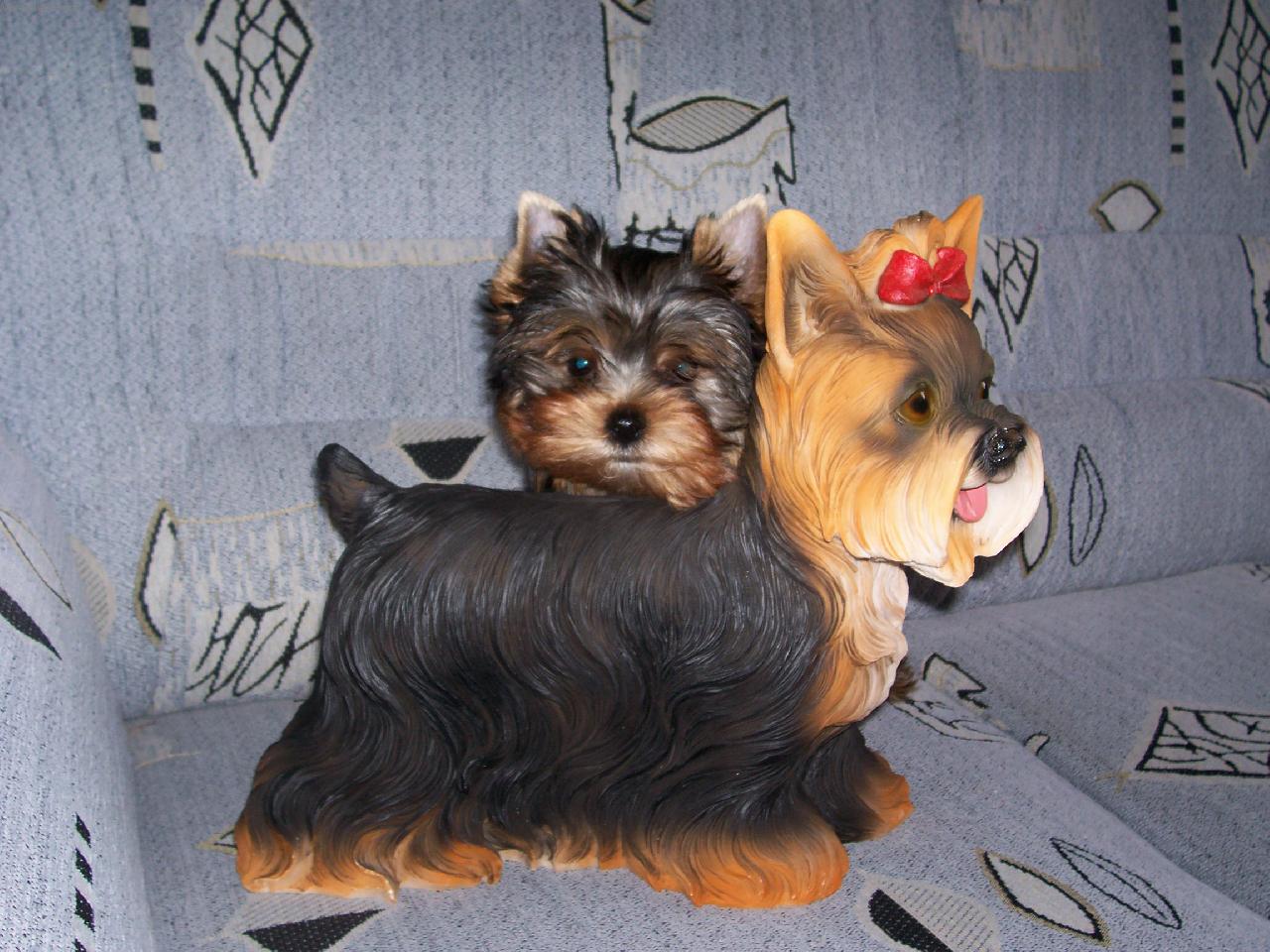 Foto: Aerosmit Boy Glamor Angel