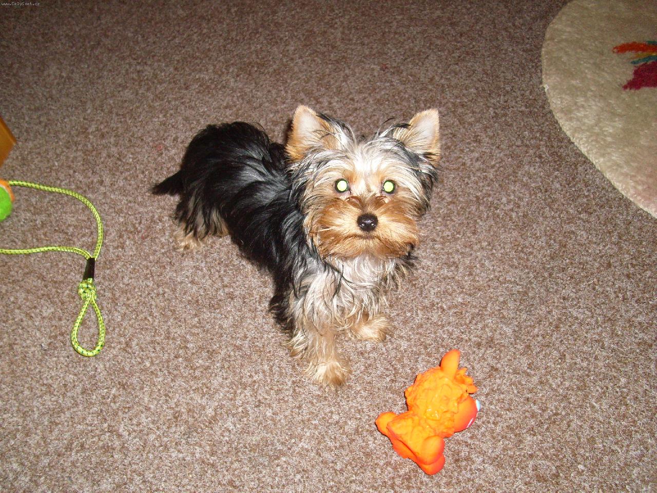 Foto: Jesika-naše mimi