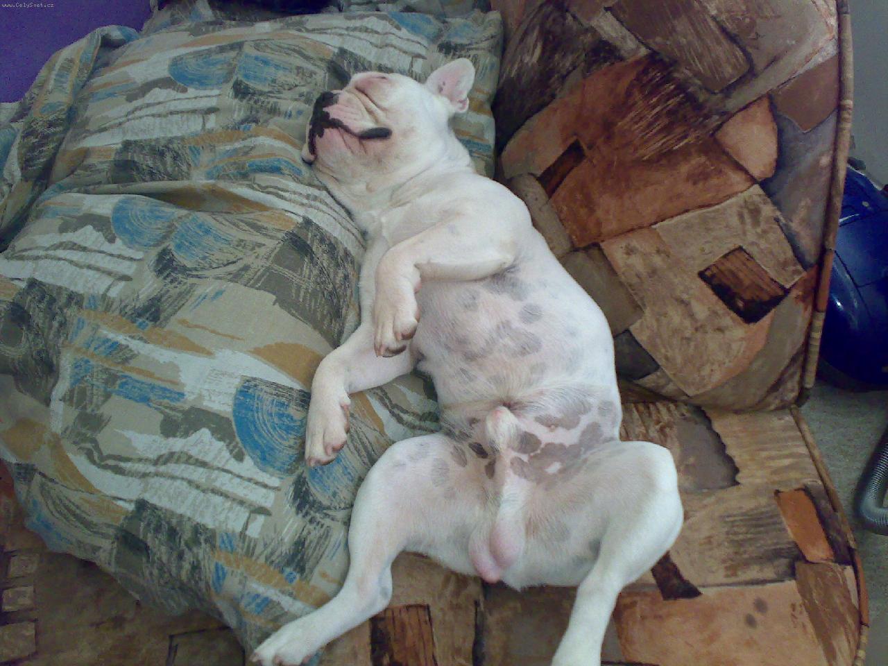 Foto: Albi-Ale já nejsem dalmatin...