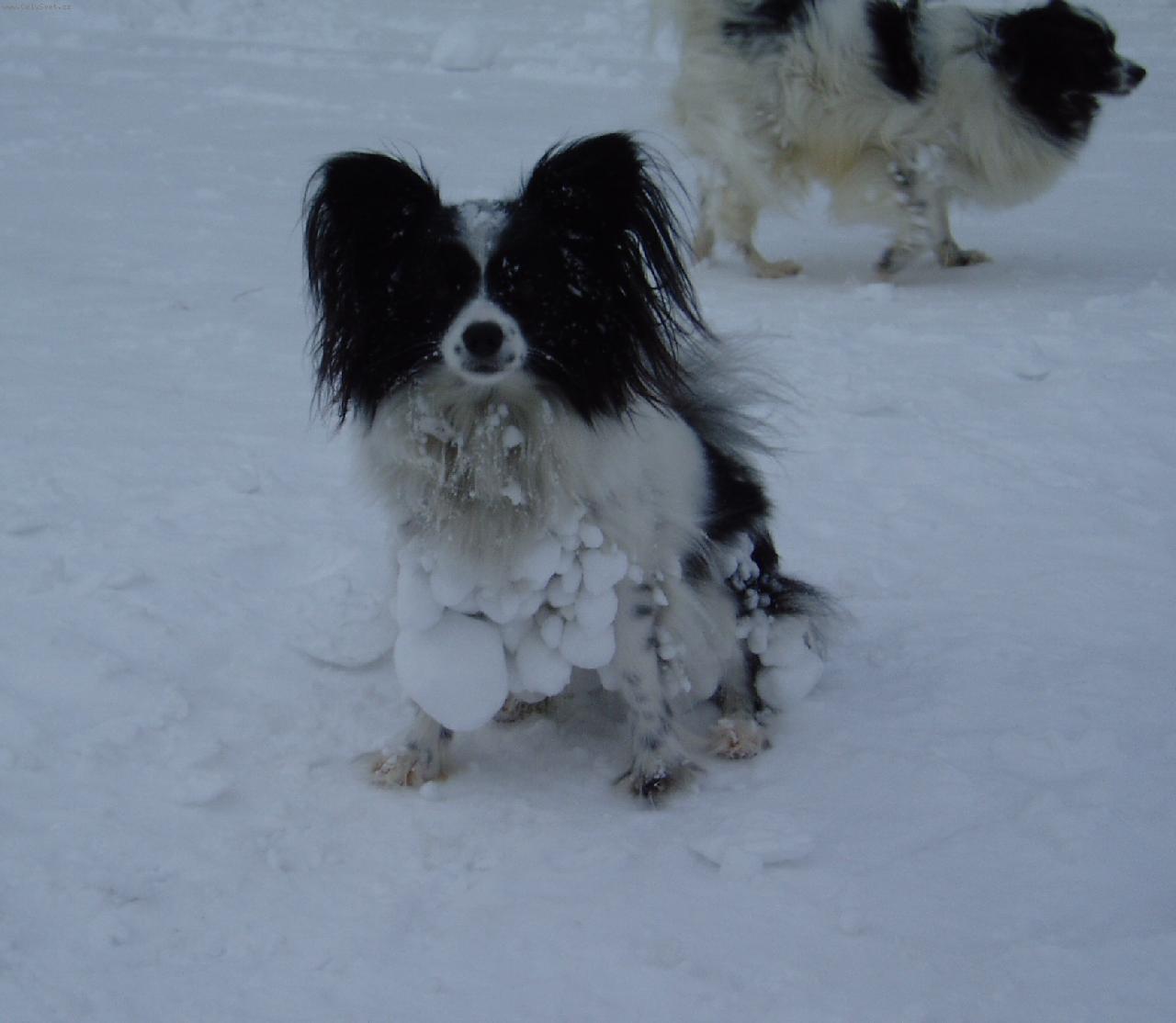 Foto: sněhové strasti