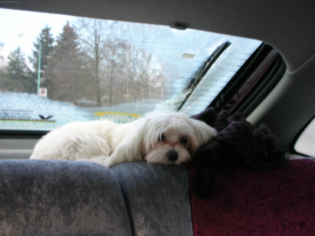 Foto: Beky-... auto mám ráda...