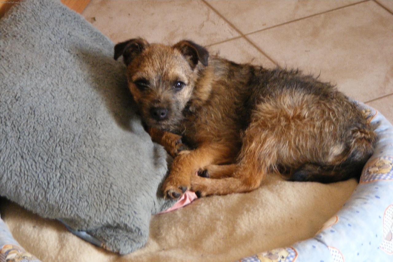 Foto: náš malý danník