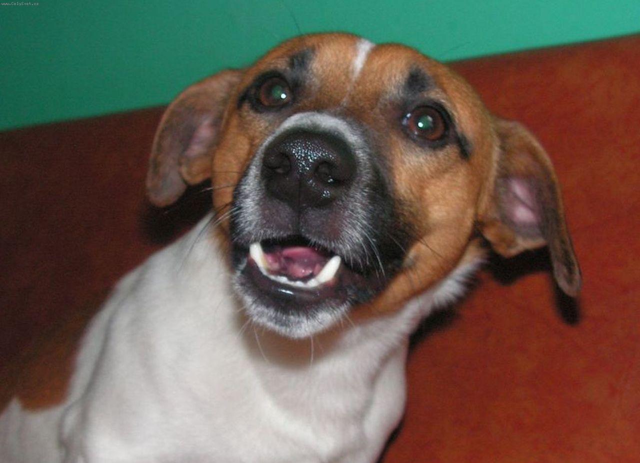 Foto: Happy-ksichtík