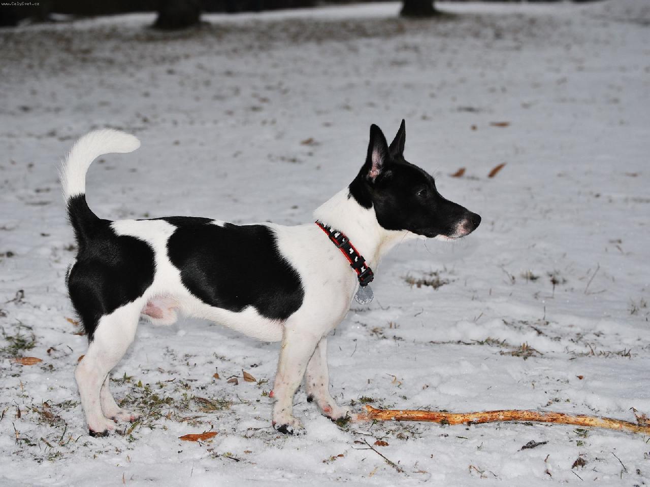 Foto: Čiko-Jsem fešák :)