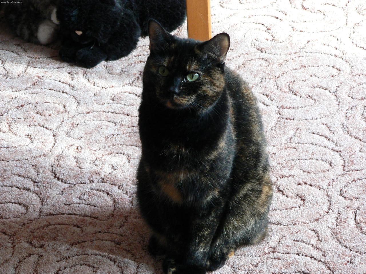 Foto: Moje číča Sára-šišinka:)