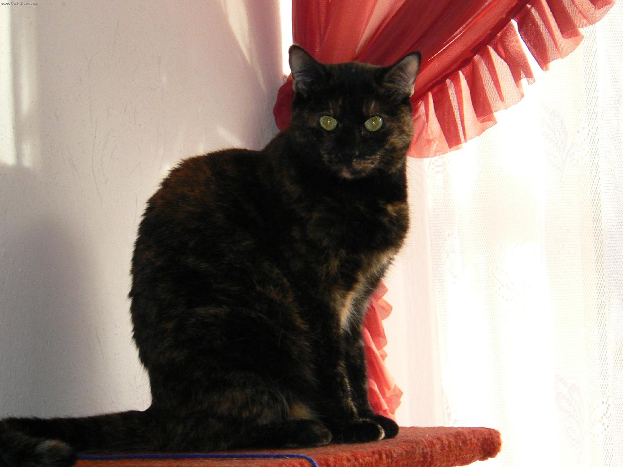 Foto: Moje číča Sára-chlupáč:)