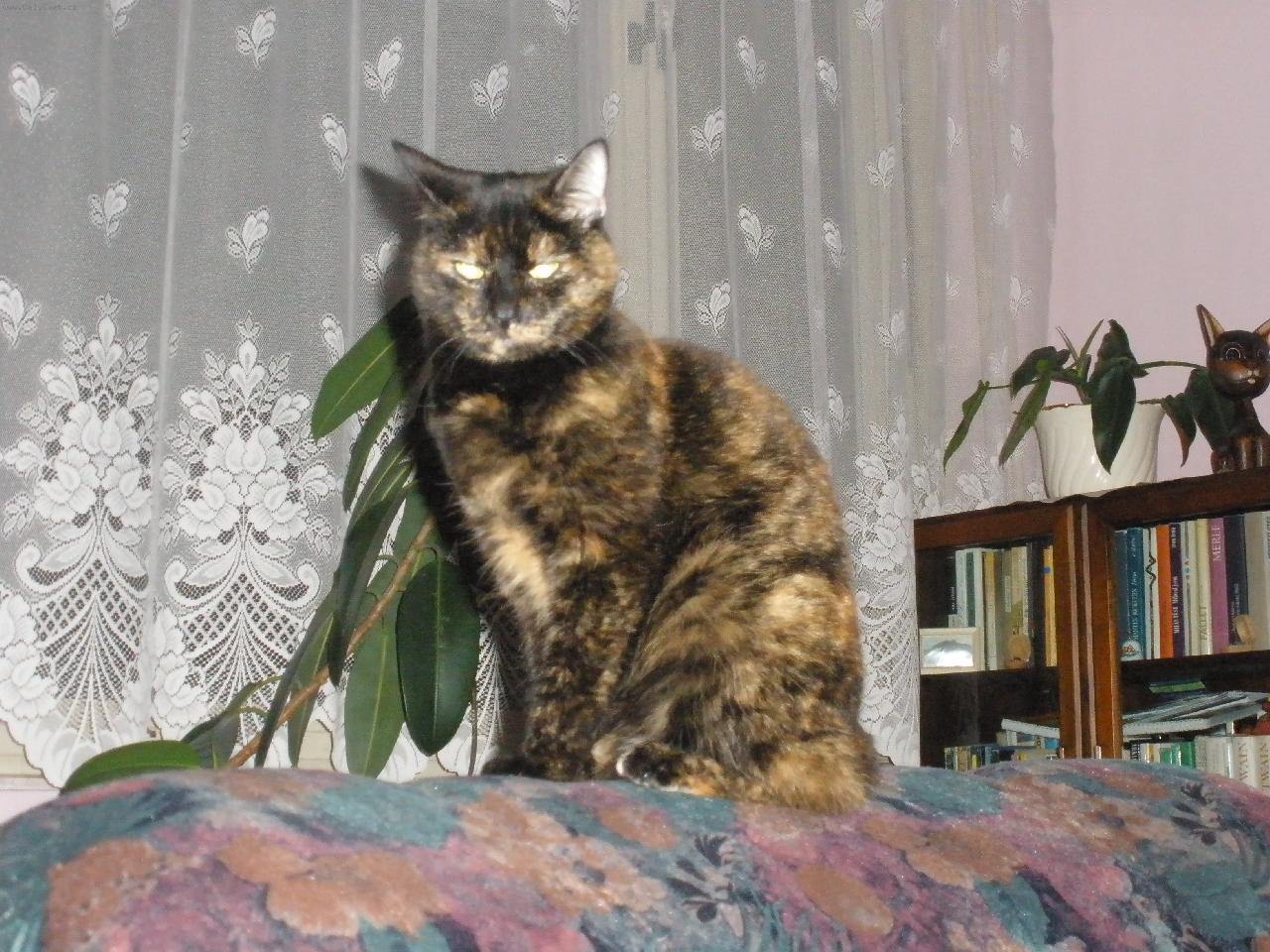 Foto: Moje číča Sára-číča:)