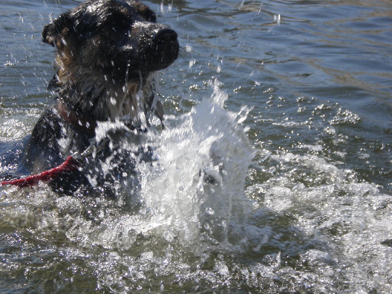 Foto: beník-beník plave