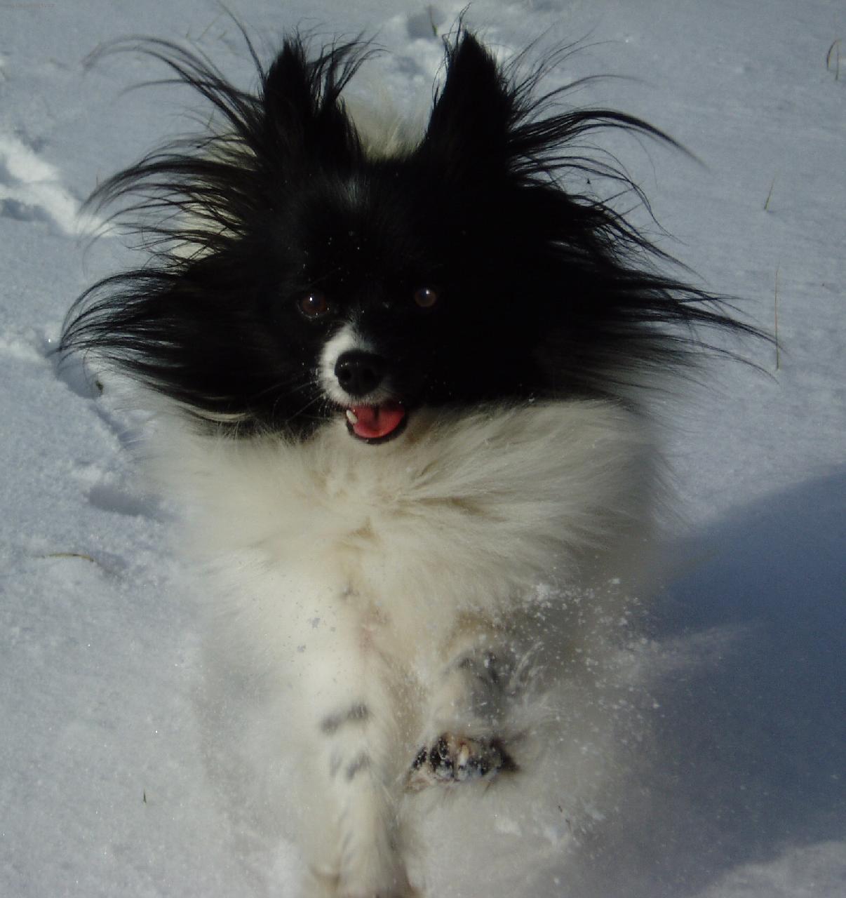 Foto: Ali Dejvické kvítko