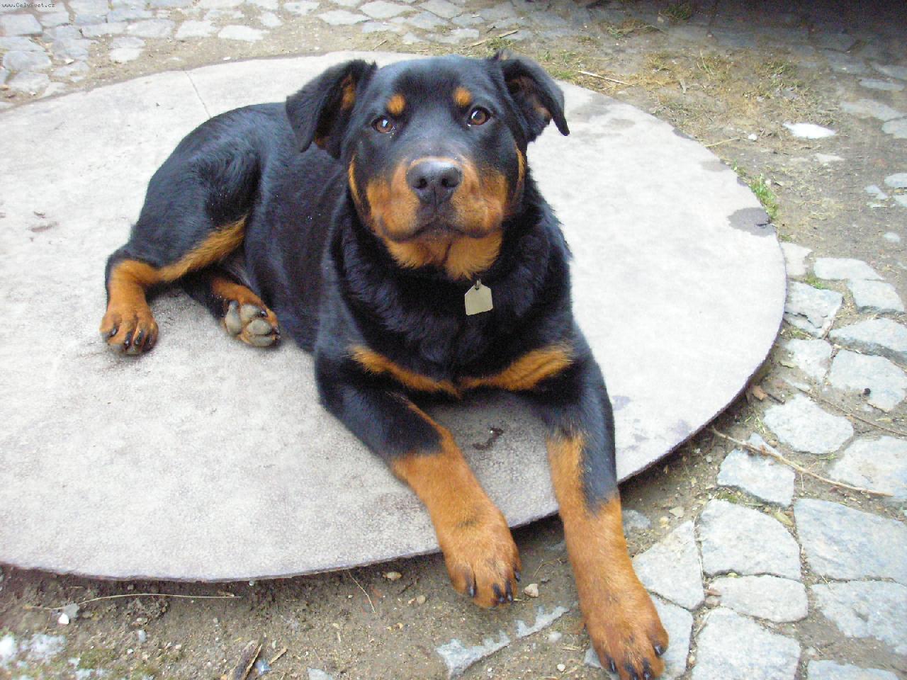 Foto: Miláček Daffy-Daffy