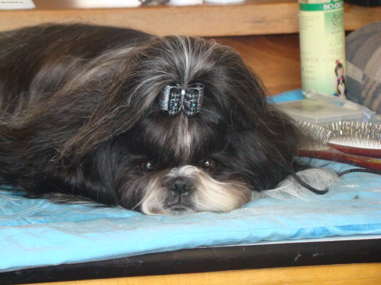 Foto:  �ek�n�-Andy a v�stava