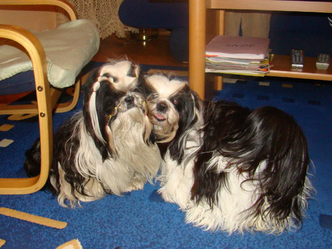 Foto: To je láska-přátelé