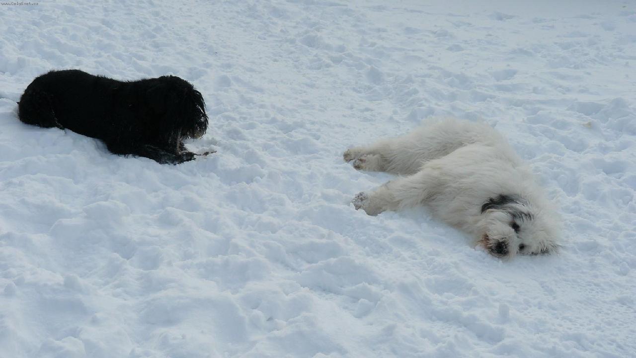 Foto: Brixa a Karča