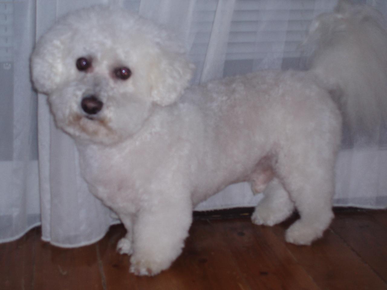 Foto: lojidna můj bišonek-no co dodat že je krásný