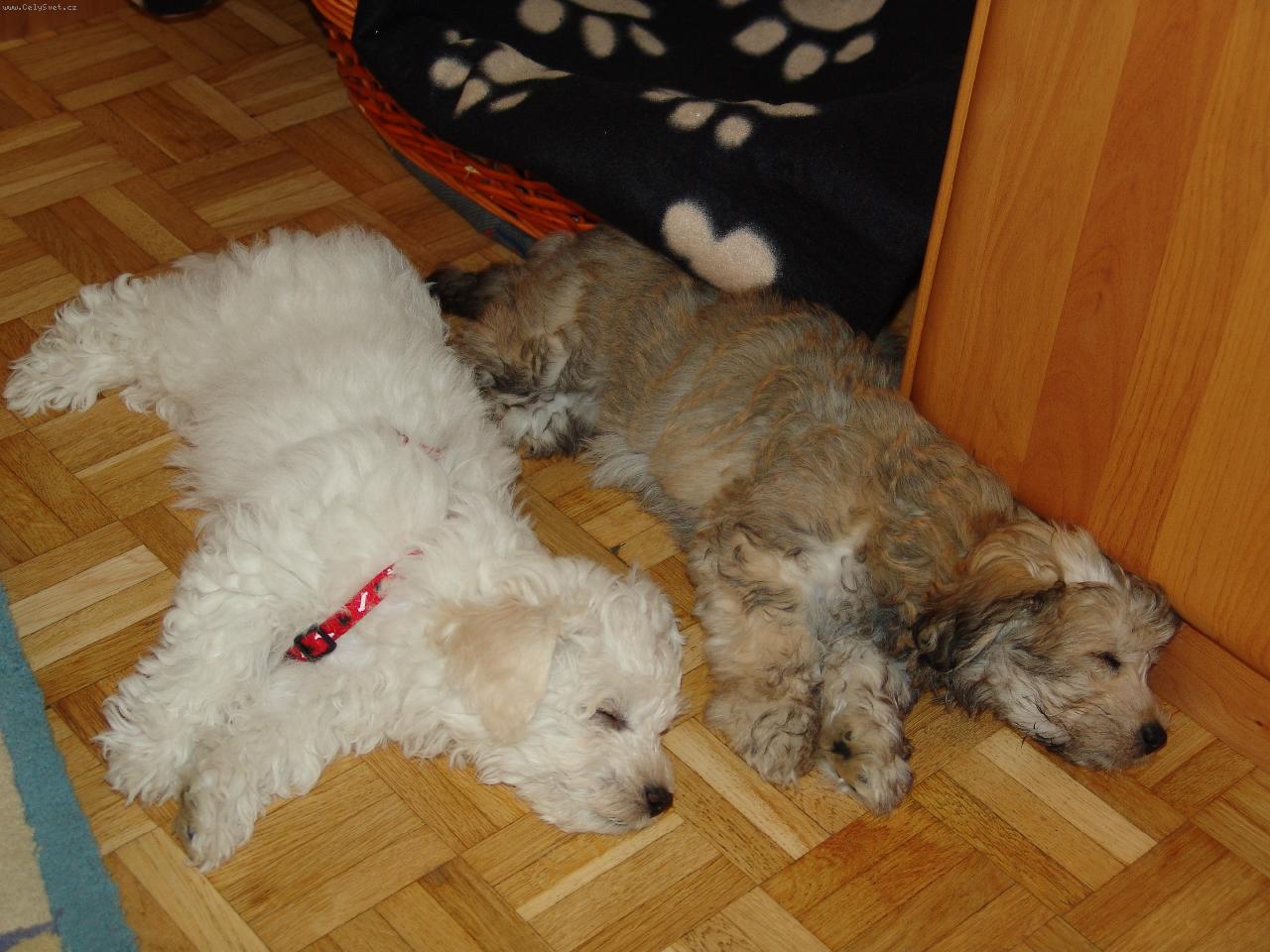 Foto: Po 3 hodinách řádění se sestrou-Honey a ségra