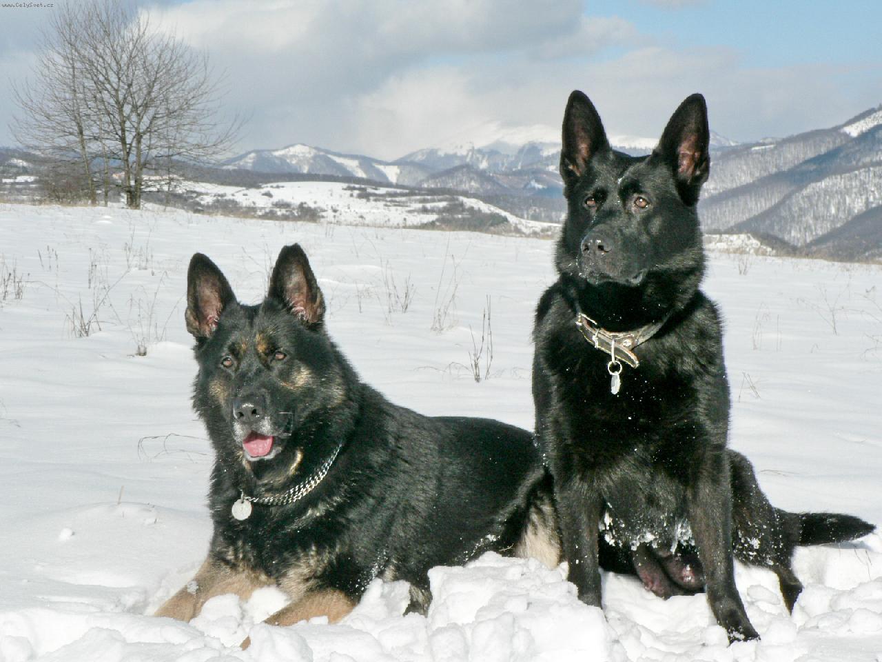 Foto: Gera a Ara-Snežná idilka