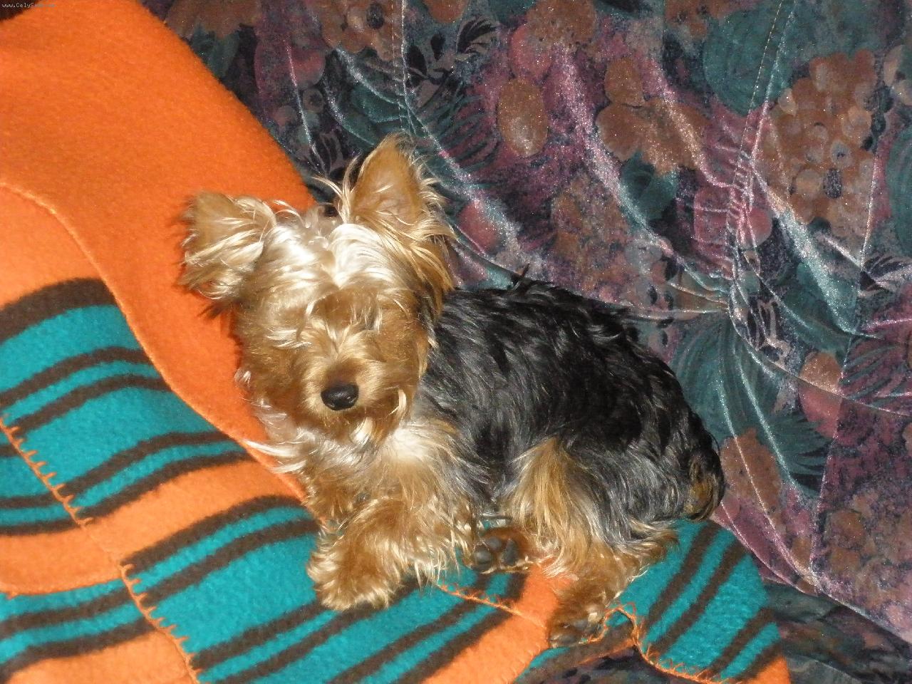 Foto: Můj miláček Terry-co je??? proč mě budíte???