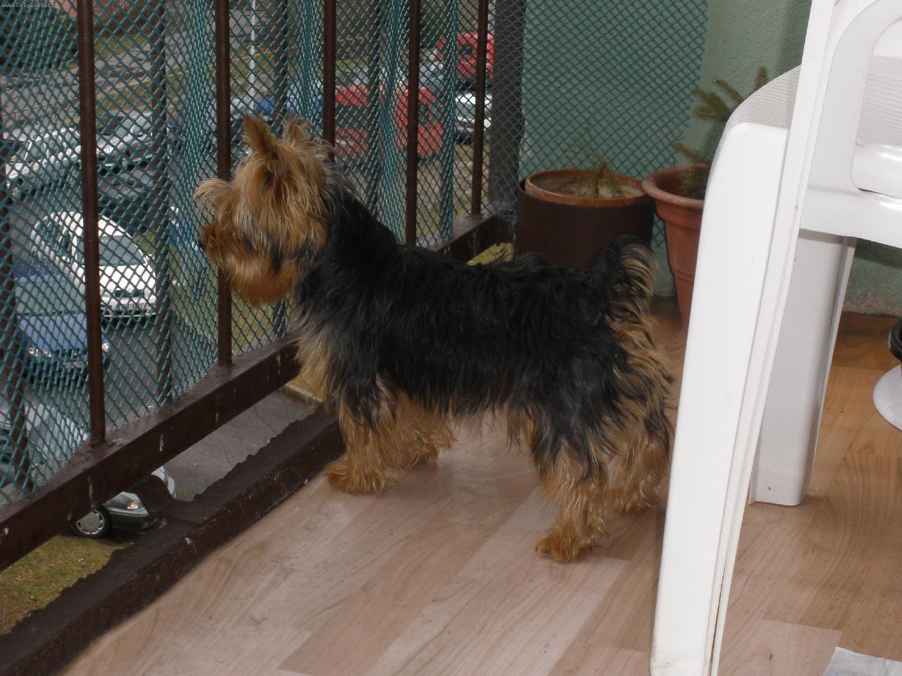 Foto: Můj miláček Terry-koukám na pejsky:)