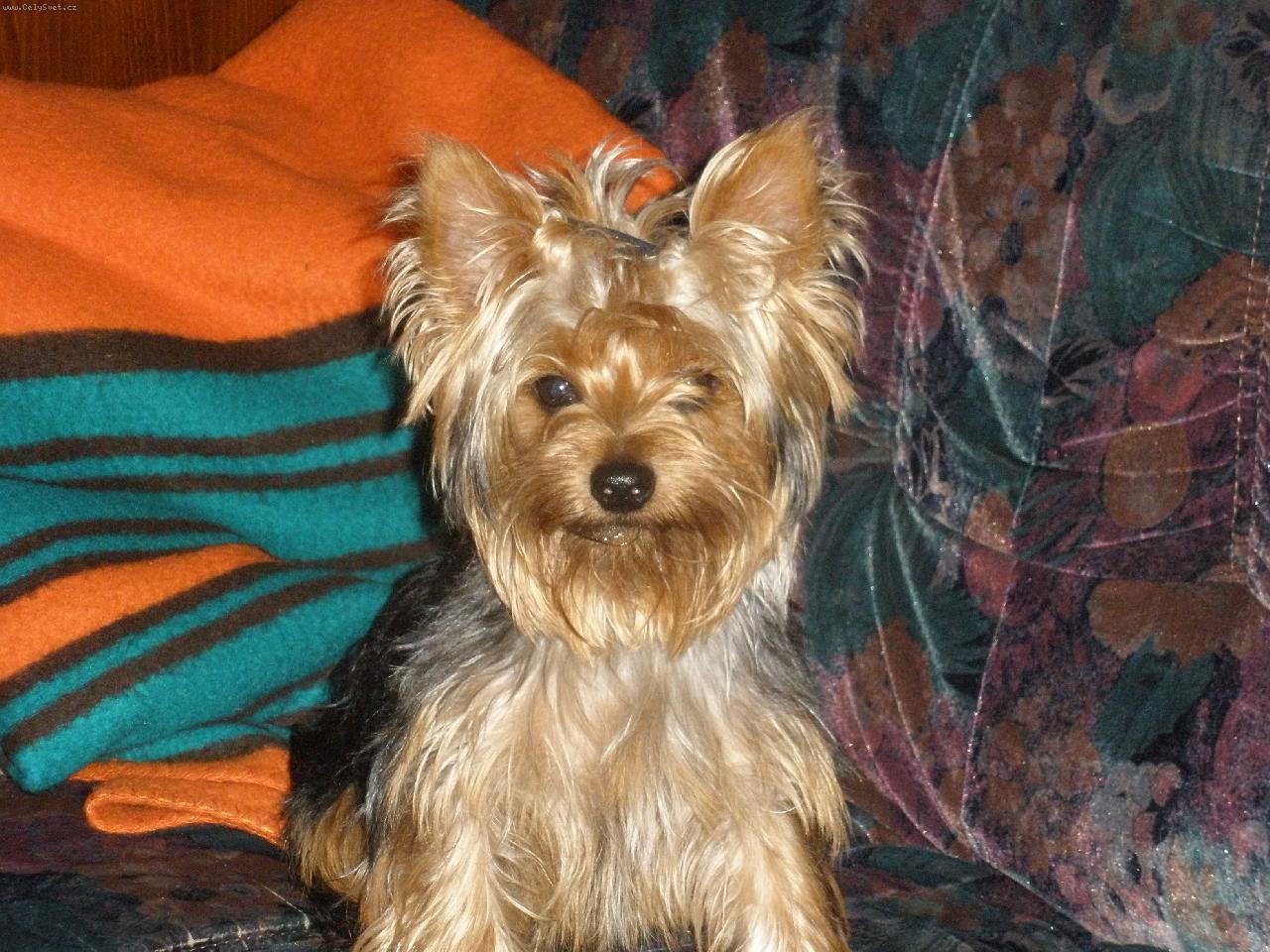 Foto: Můj miláček Terry-krasavec:)))