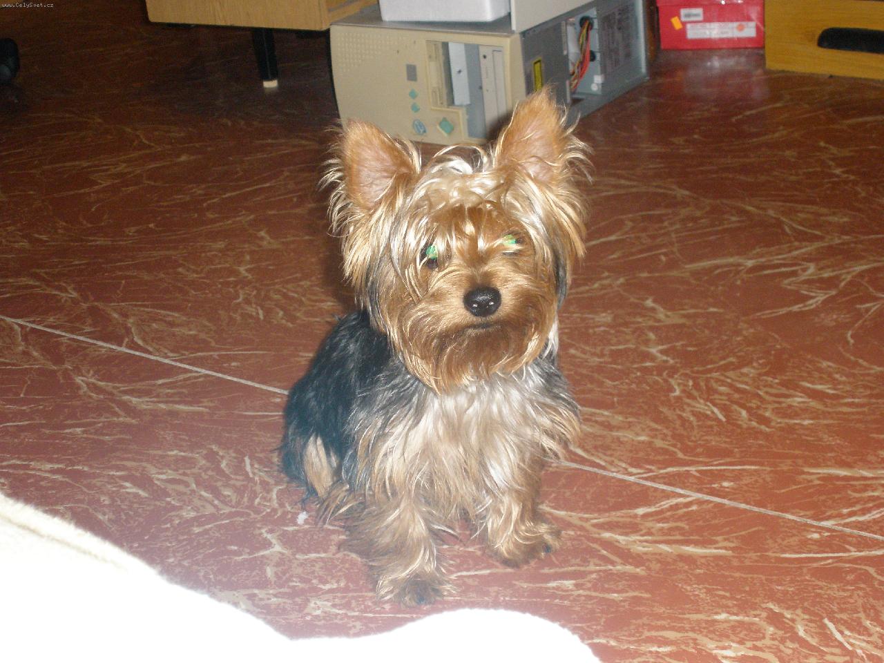 Foto: Můj miláček Terry-zlatíčko:)))