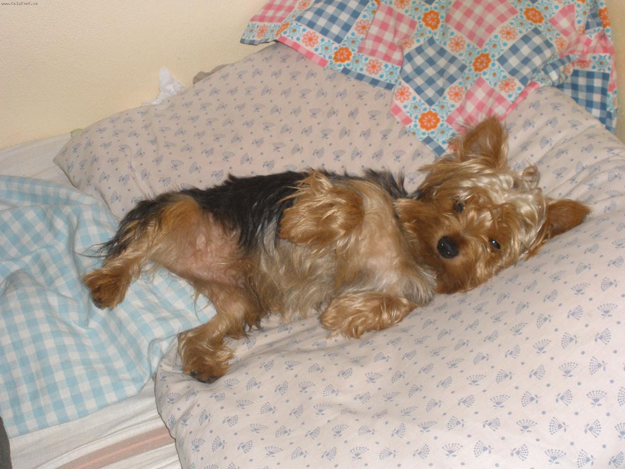 Foto: Můj miláček Terry-v posteli se spí stejně nejlíp:)))