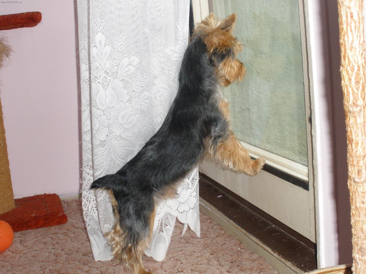 Foto: Můj miláček Terry-hlídač:)))