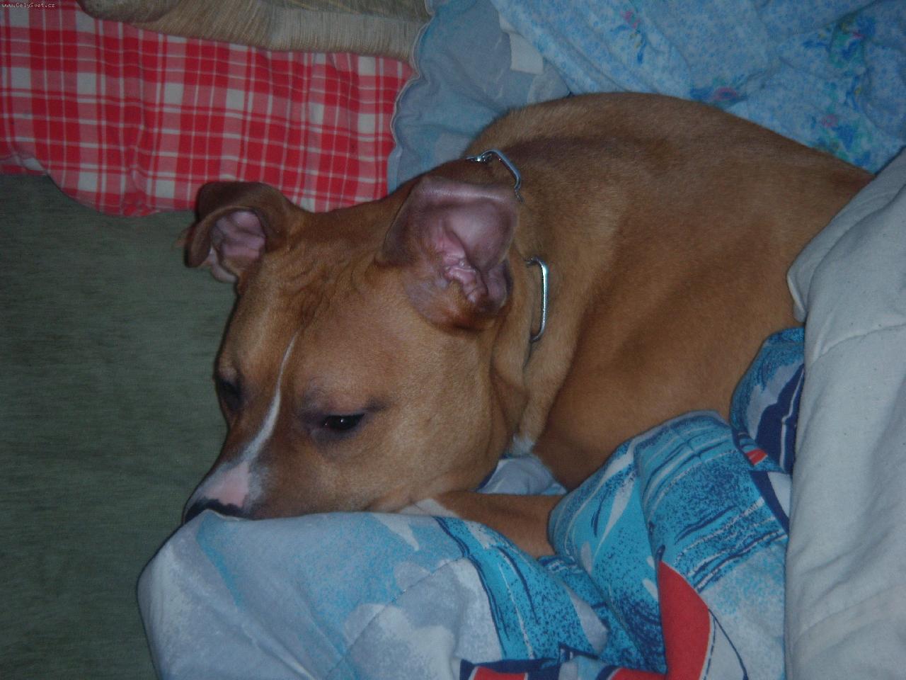 Foto: Náš Ares-Pohodička na gauči