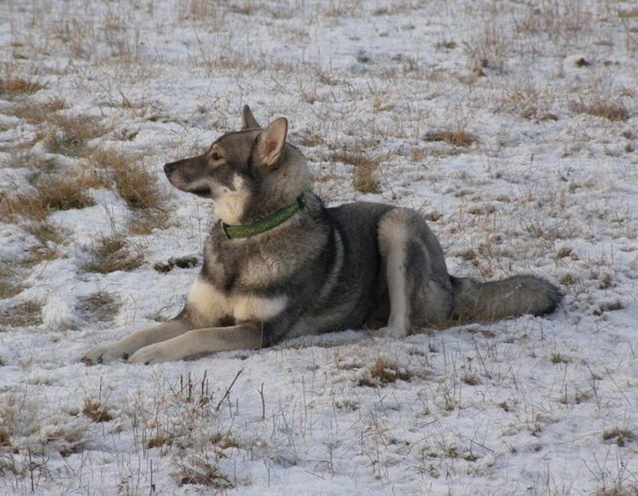Foto: jamthund-Aida pod Táborem