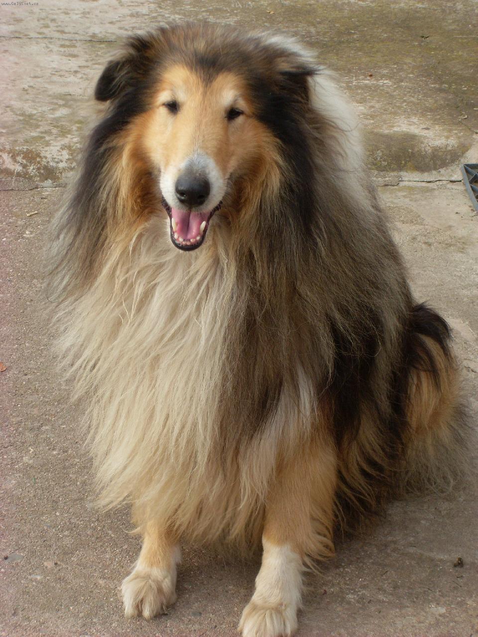 Foto: Vanes Gold Vlčí leb