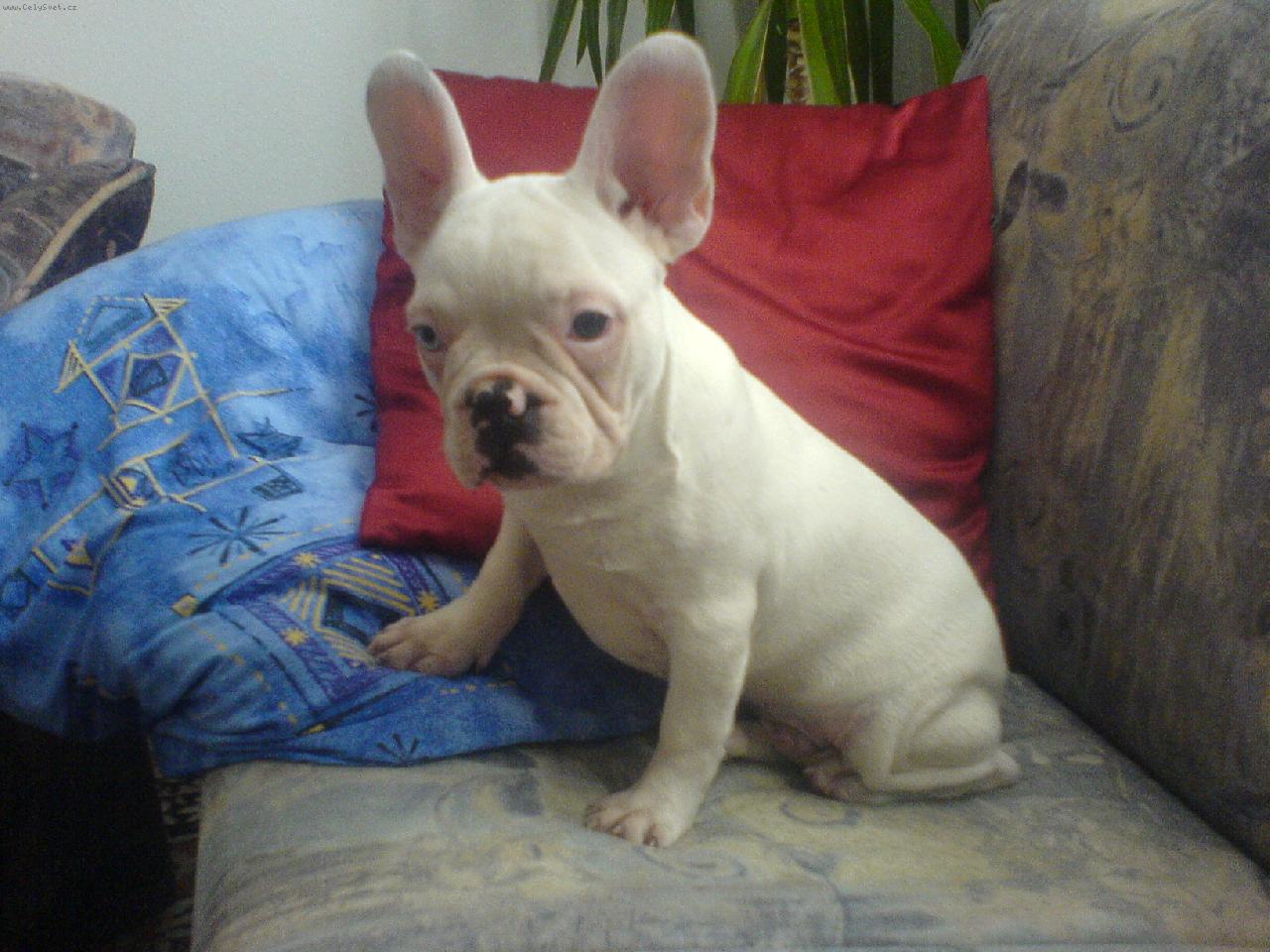 Foto:  Albi-štěnátko-Abych tě lépe slyšel!