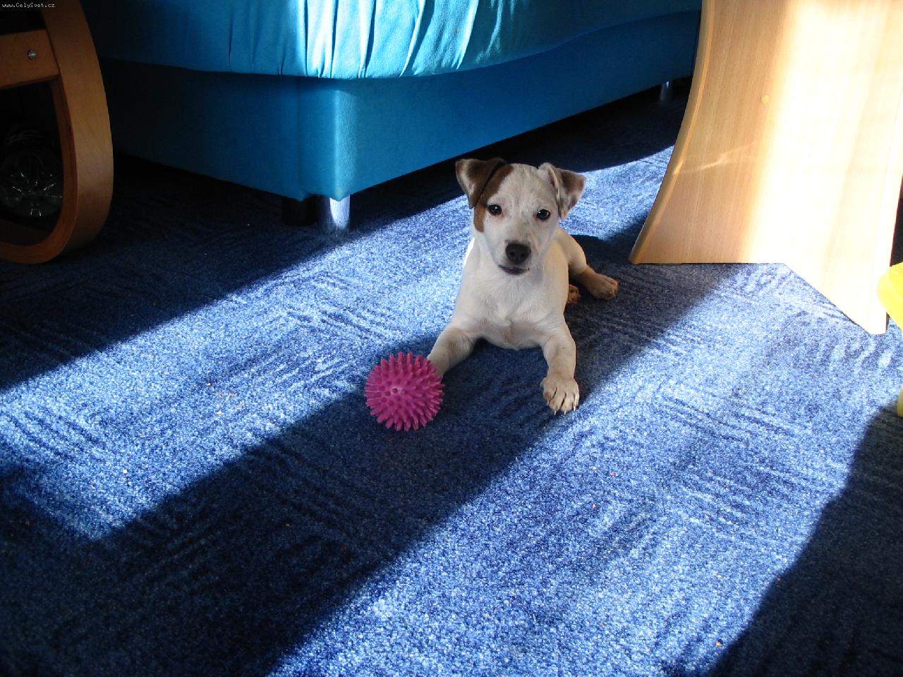 Foto: JRT-Jackye 2.5měsíce