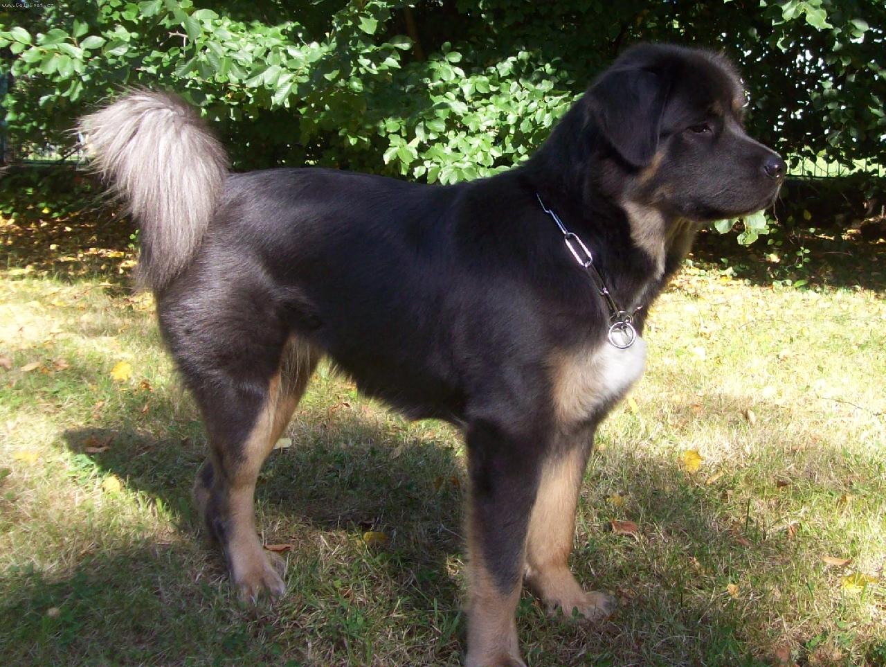 Foto: Bu-wa  Jomo  Laspro-naše zlatíčko,člen naší rodiny