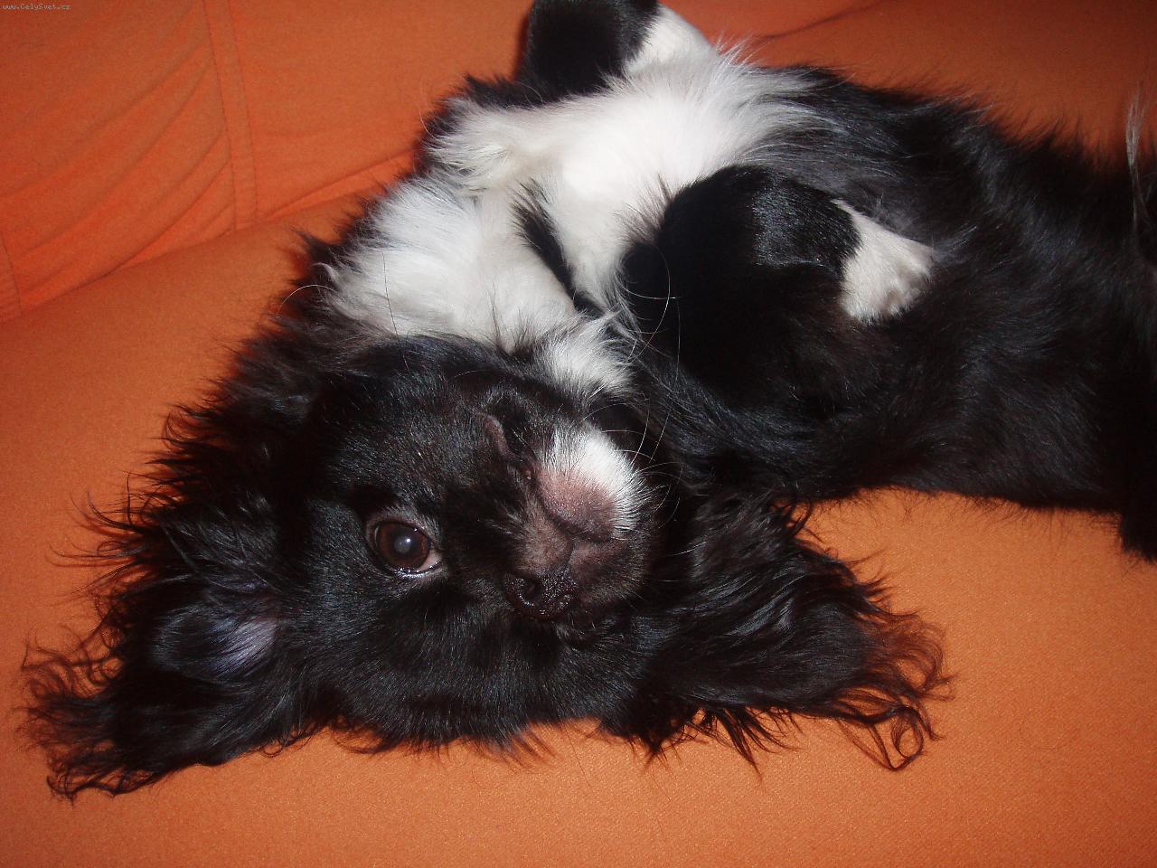 Foto: Moc rád se válím na gauči.... jeeee