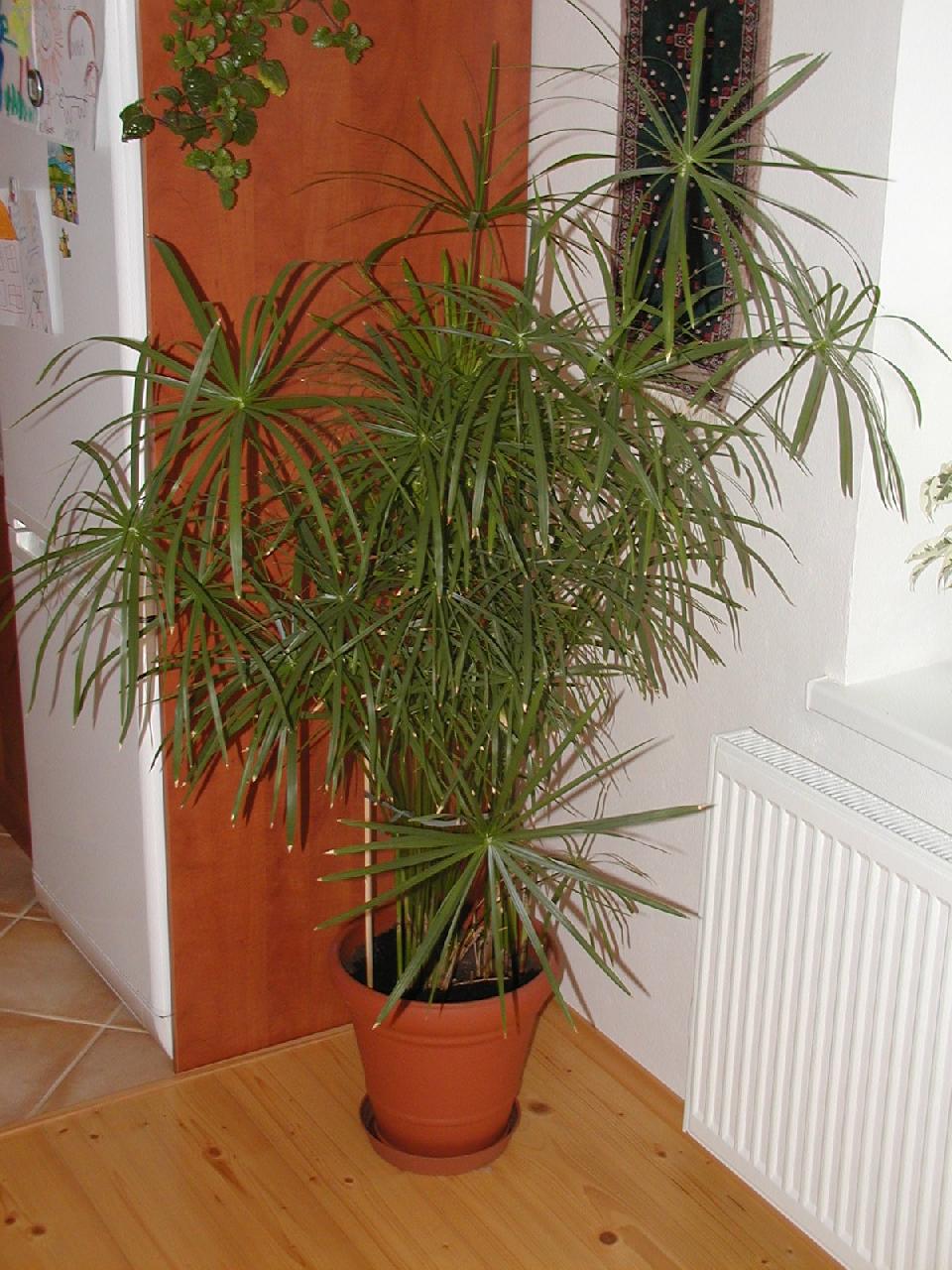 Foto: Cyperus, áchor