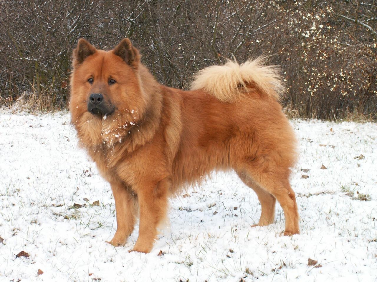 Foto: Eurasier na sněhu