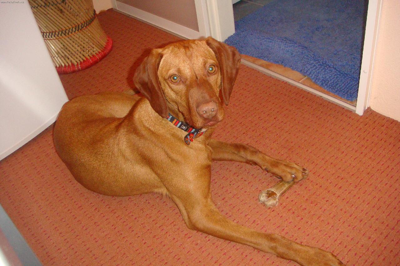 Foto: MAILA z Topolné