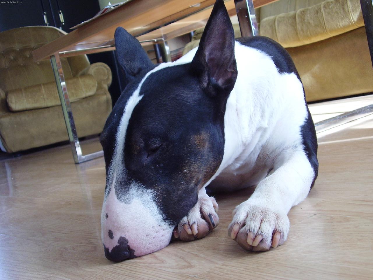 Foto: Ducky-Dark-Dareček