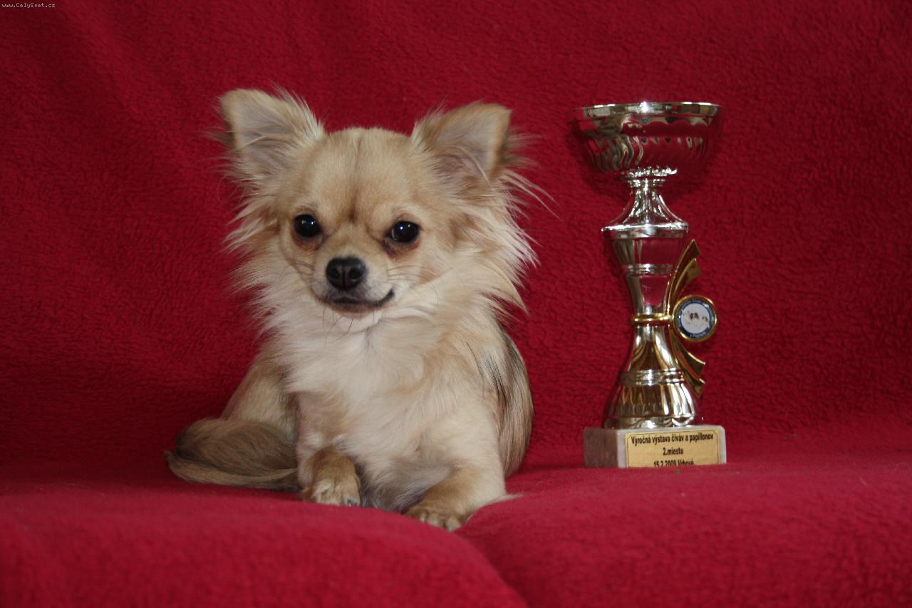 Foto: Istar -Chihuahua-čivava