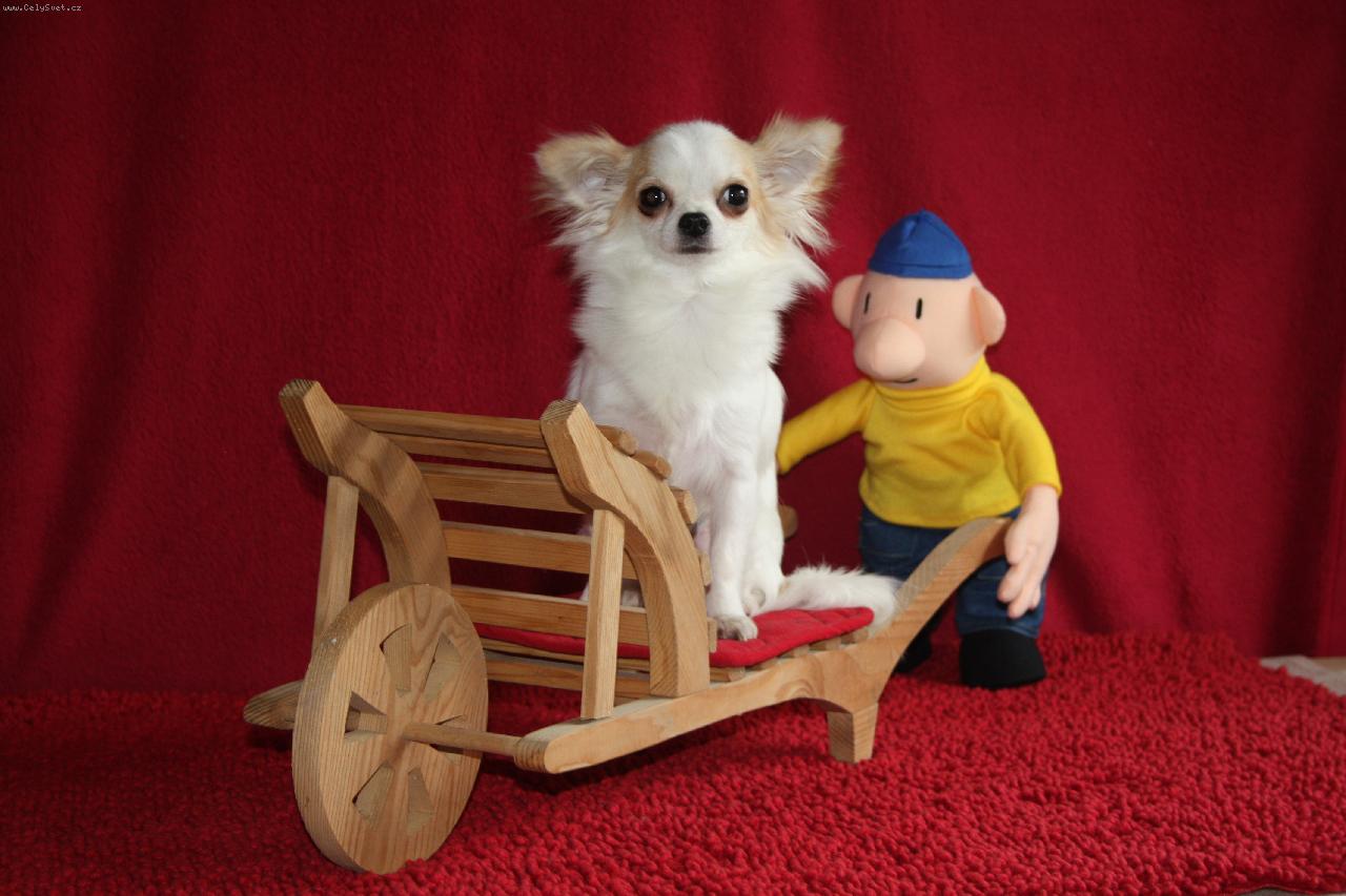 Foto: Naša čikytka Istarka-CHS FCI Ammeron-naša chihuahua