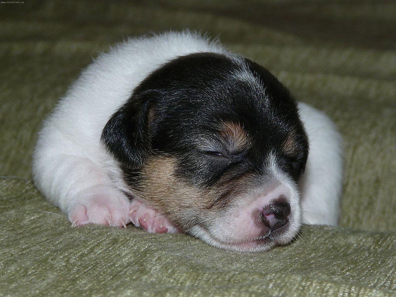 Foto: Carolina Herrera-Štěňátko od Andulky