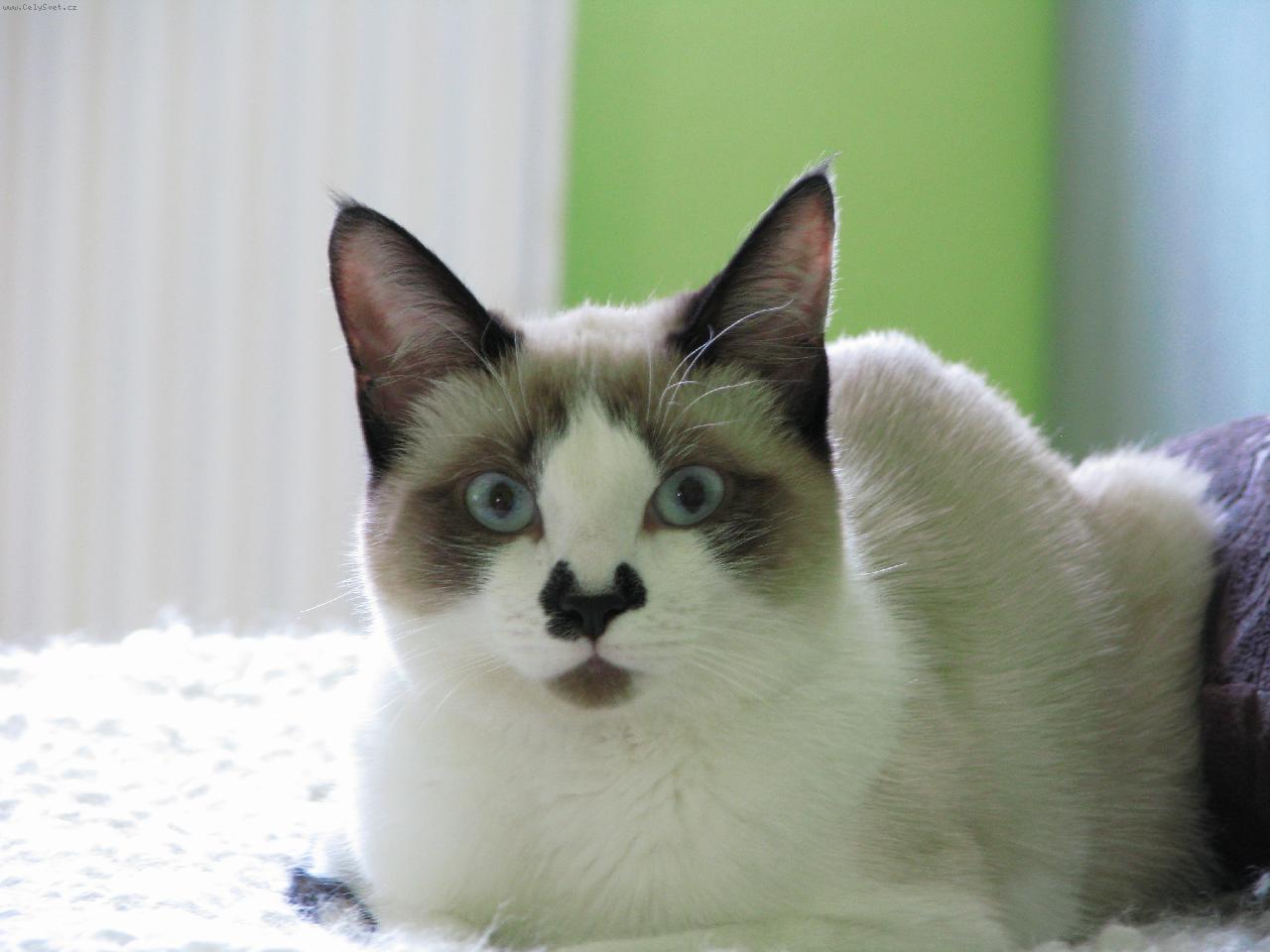 Foto: Miuška-Snowshoe - Mia