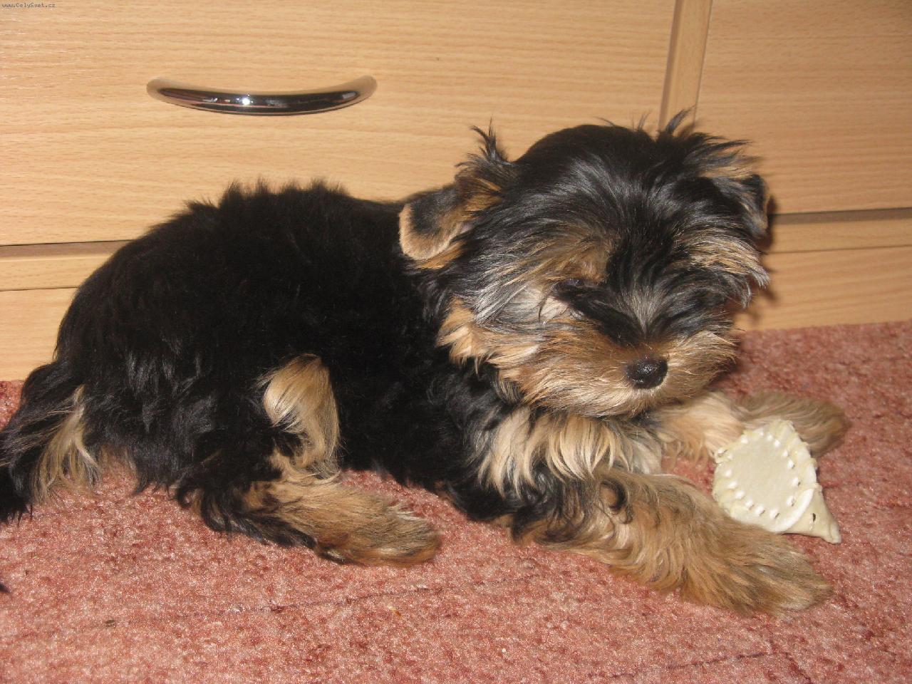 Foto: První den u nové paničky :o)