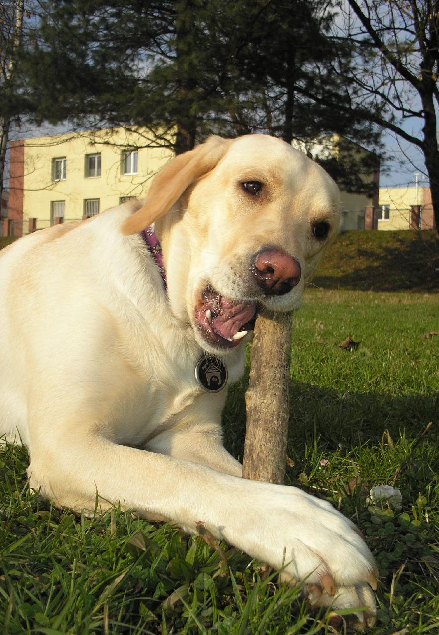 Foto: vejkání klacíků to je moje...