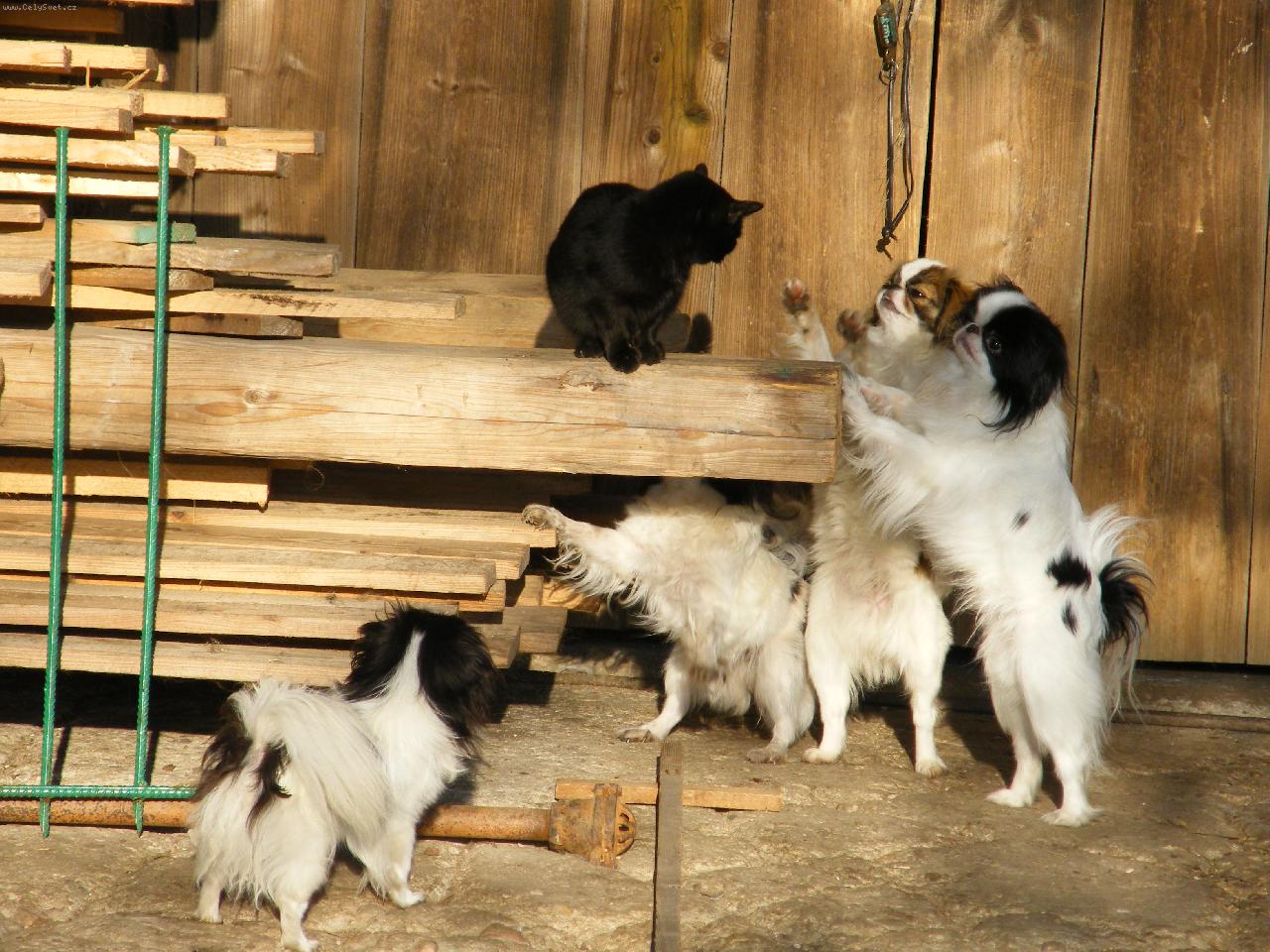 Foto: Japan-chin-Lov kočky