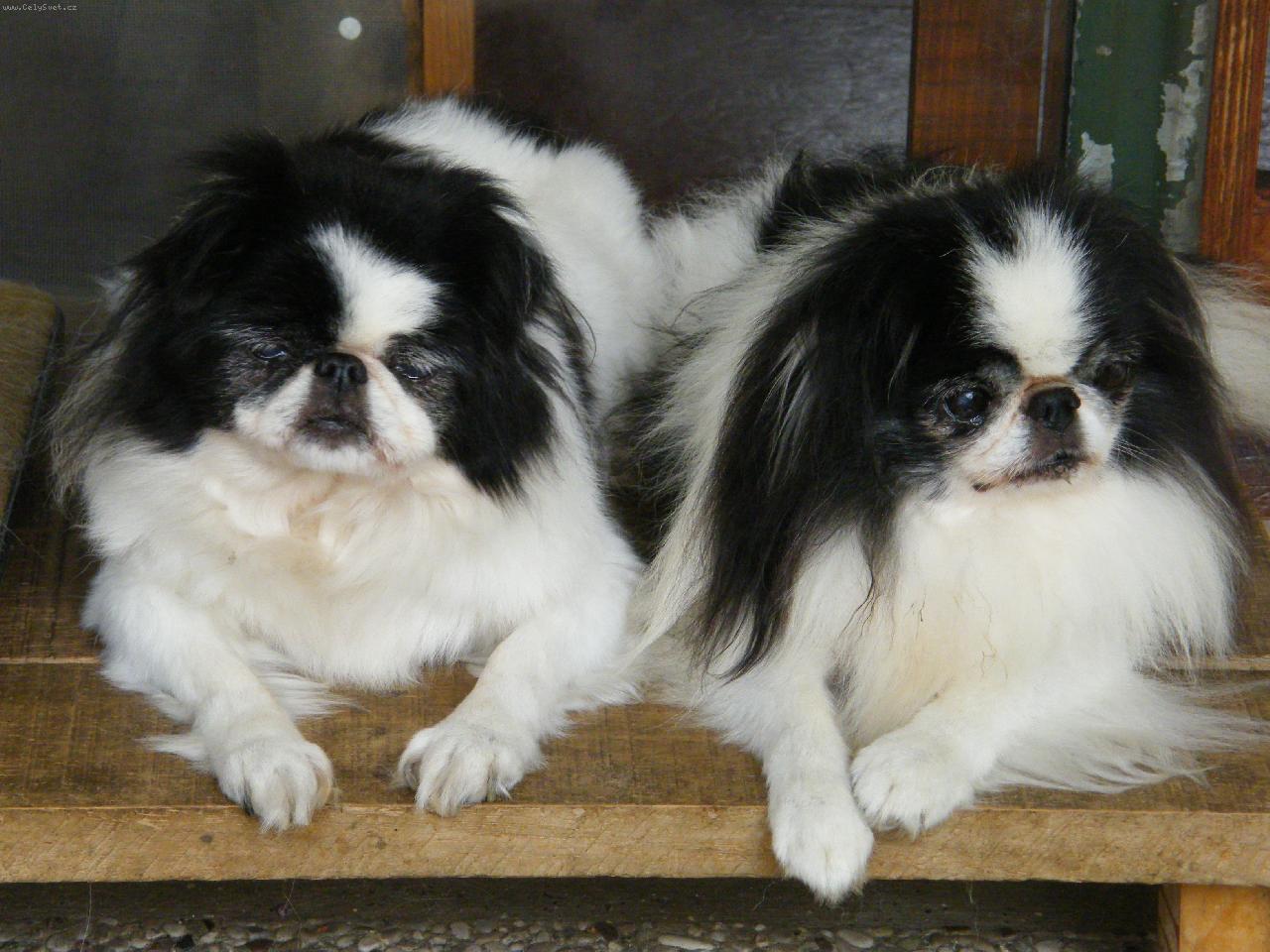 Foto: Dva důchodci-Dolly (15 let) a Takai (11 let)