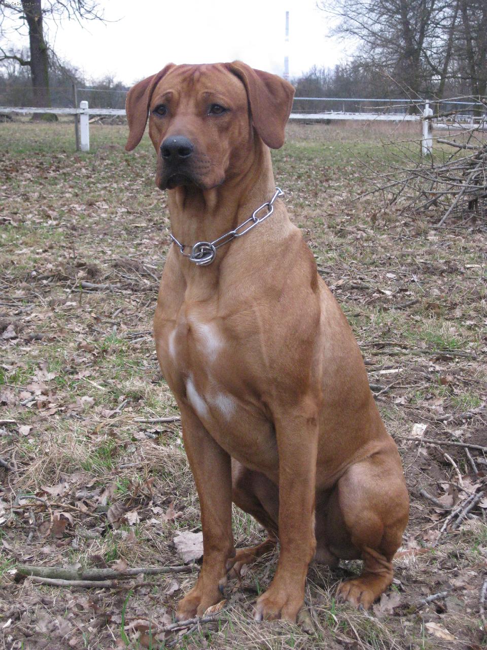 Foto: Bango z Borovských vrchů